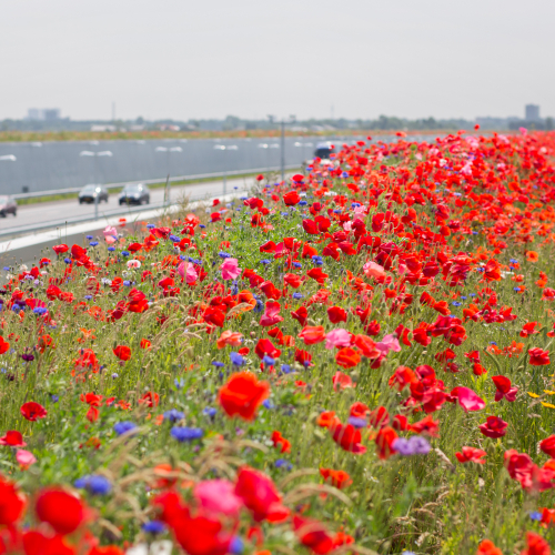 BoschSlabbers-landschapsarchitecten-A4-Midden-Delfland-honeyhighway-JorgenCaris.jpg