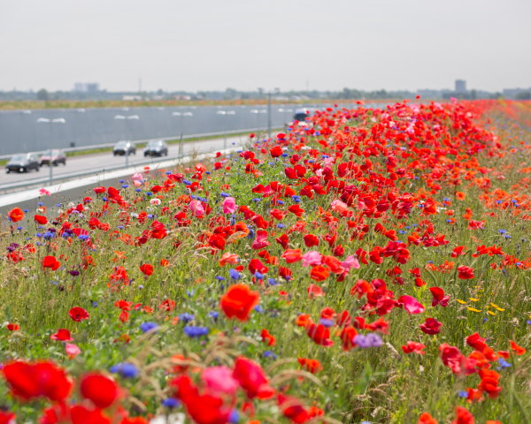 BoschSlabbers-landschapsarchitecten-A4-Midden-Delfland-honeyhighway-JorgenCaris.jpg